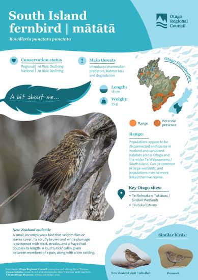 South Island Fernbird Mātātā (1)