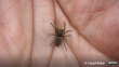 Amaurobioides Maritima Photo 15158714, (C) Lloyd Esler, Some Rights Reserved (CC BY NC) Inaturalist