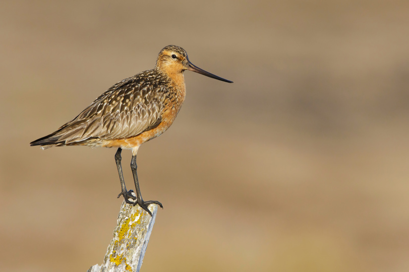 Eastern Bar Tailed Godwit, Limosa Lapponica Baueri Or Anadyrensis Adobestock 396508835
