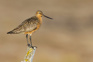 Eastern Bar Tailed Godwit, Limosa Lapponica Baueri Or Anadyrensis Adobestock 396508835