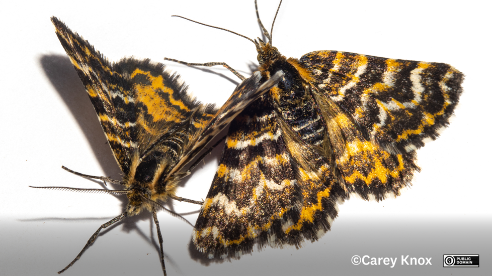 Moth Notoreas Elegans Carey Knox CC0