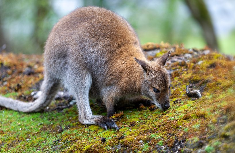 a brown wallaby with it's nose pointing towards green moss on the ground
