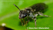 Lasioglossum Sordidum New Zealand Sweat Bee Photo 6208334 (C) Steve Kerr