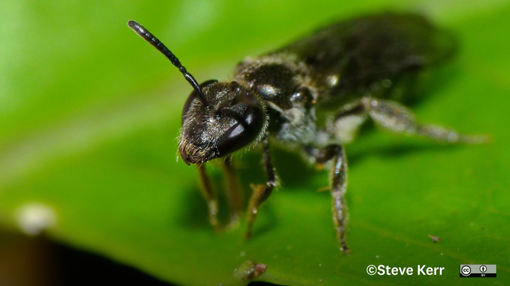 Lasioglossum Sordidum New Zealand Sweat Bee Photo 6208334 (C) Steve Kerr some rights reserved CC BY 4.0
