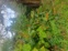 Wild Ginger 3