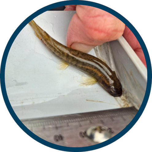 a small brown fish beside a ruler being held by a person
