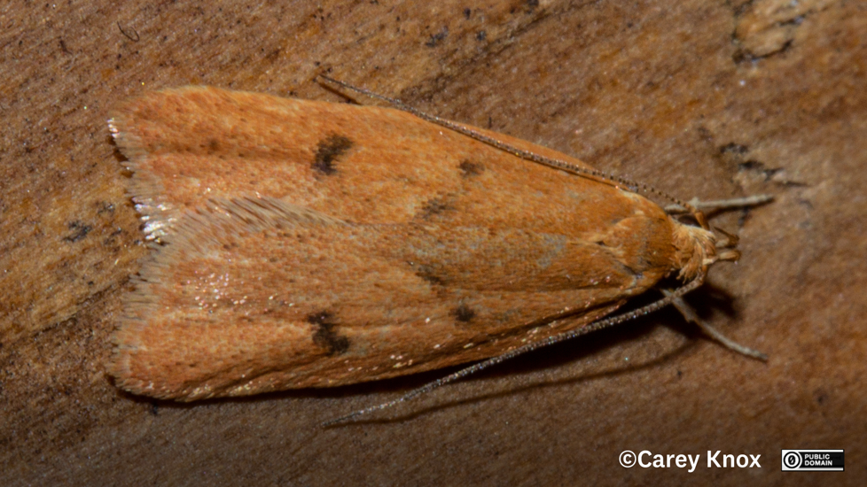 Moth Gymnobathra Sarcoxantha Carey Knox CC0