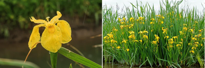two pictures of yellow flowers with green stems