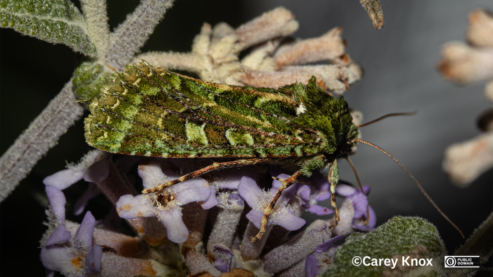 Feredayia Graminosa Carey Knox CC0