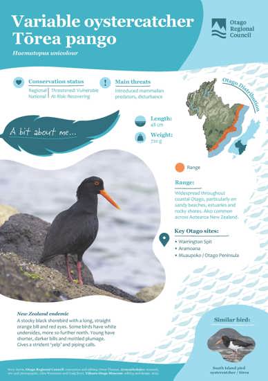 Variable Oystercatcher Tōrea Pango (1)