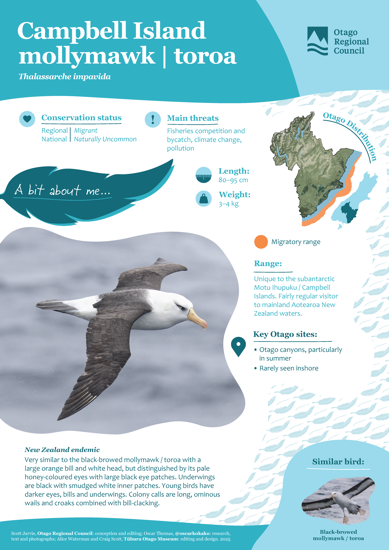 Campbell Island Mollymawk Toroa Thumbnail