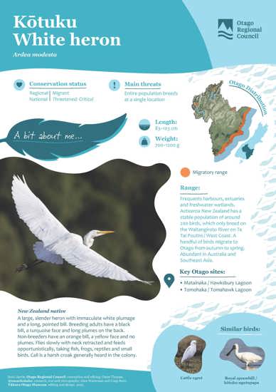 White Heron Kōtuku (1)