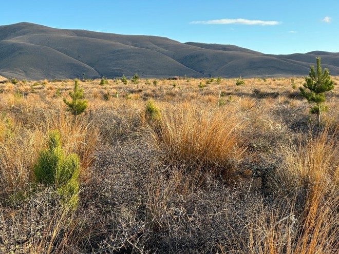a view across a tussocky paddock with small pine trees growing in it and mountains in the background