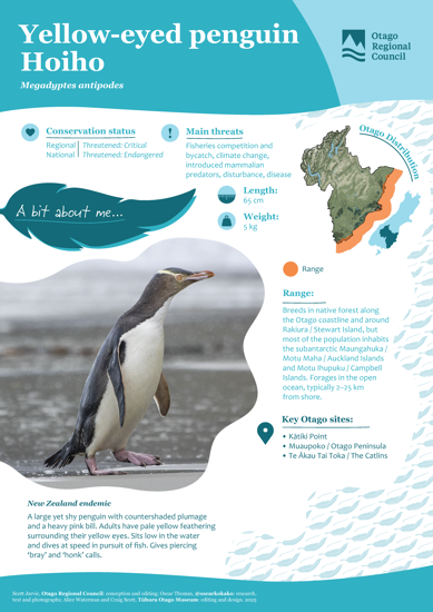 Yellow Eyed Penguin Hoiho Thumbnail