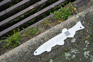Fish Plaque Close Up 2 17 Sep 2025 Only Drain Rain