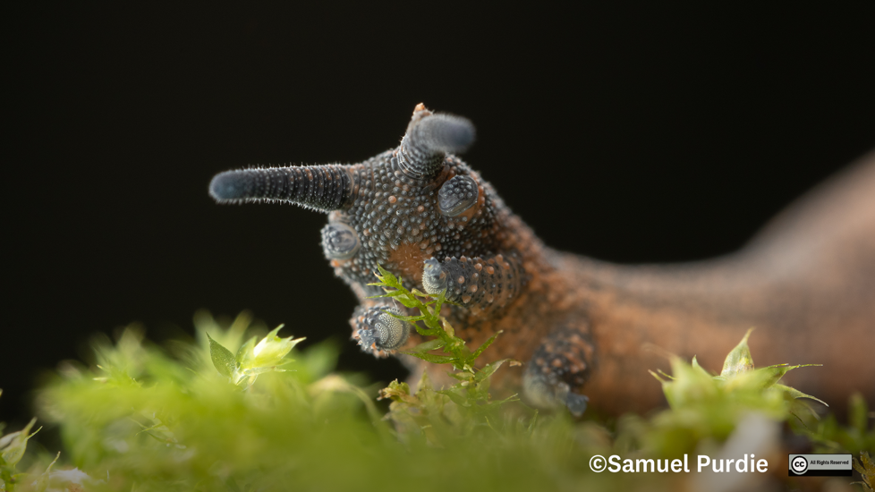 P. Otepoti 2 Samuel Purdie Velvet Worms Website Use Only