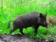 Feral Pig ORC Trail Cam 2025
