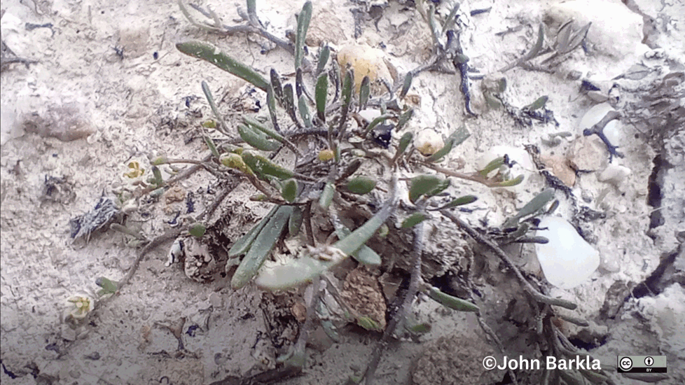 Lepidium Kirkii (Salt Pan Cress) John Barkla (Some Rights Reserved) (CC BY) Central Otago