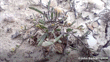 Lepidium Kirkii (Salt Pan Cress) John Barkla (Some Rights Reserved) (CC BY) Central Otago