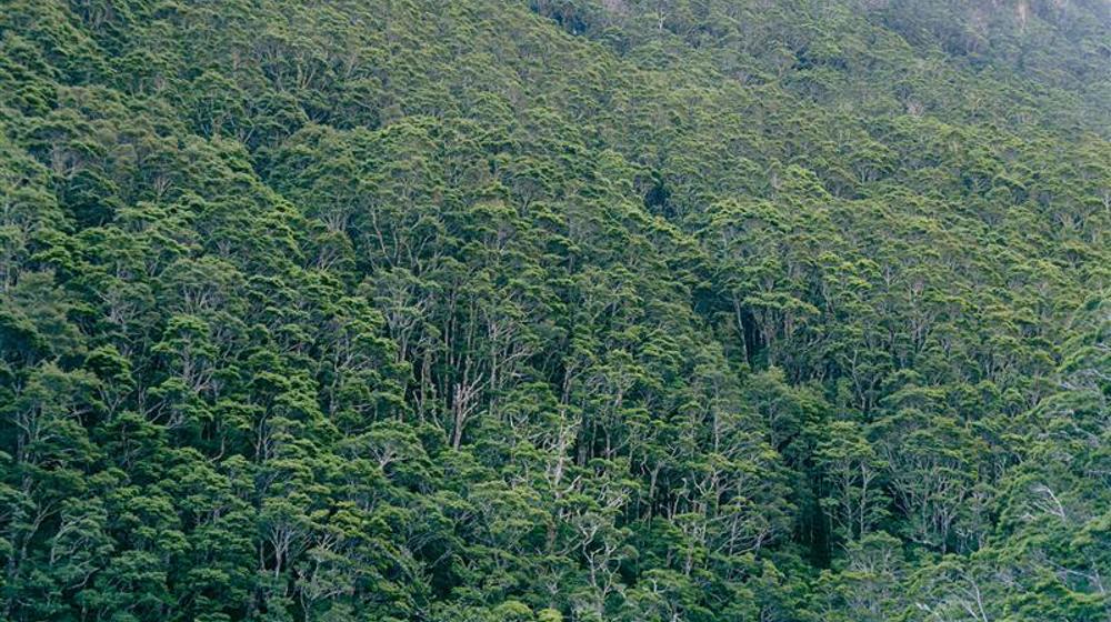 105 Native Forest In Mt Aspiring National Park Jono Young