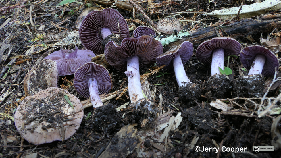 Cortinarius Minoscaurus. Photo Jerry Cooper Website Use Only
