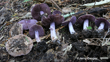 Cortinarius Minoscaurus. Photo Jerry Cooper Website Use Only