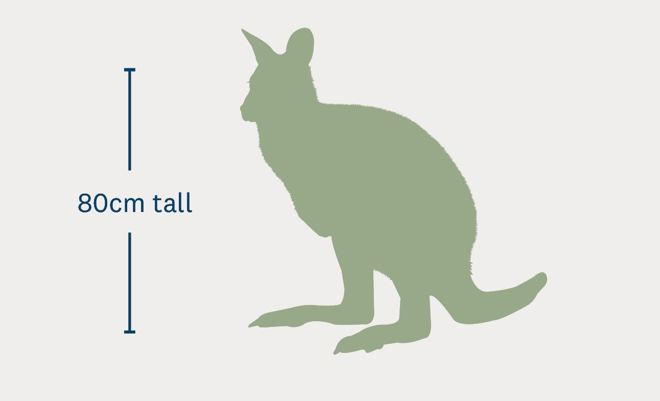 a green silhouette of a wallaby with a line and the words 80 centimetres tall beside it