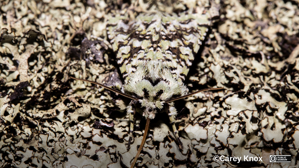 Moth Meterana Exquisita Carey Knox CC0