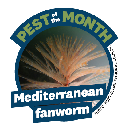 a blue cirlce with the words 'Pest of the Month' and 'Mediterranean fanworm' on it and a photo of the fanworm inside the circle