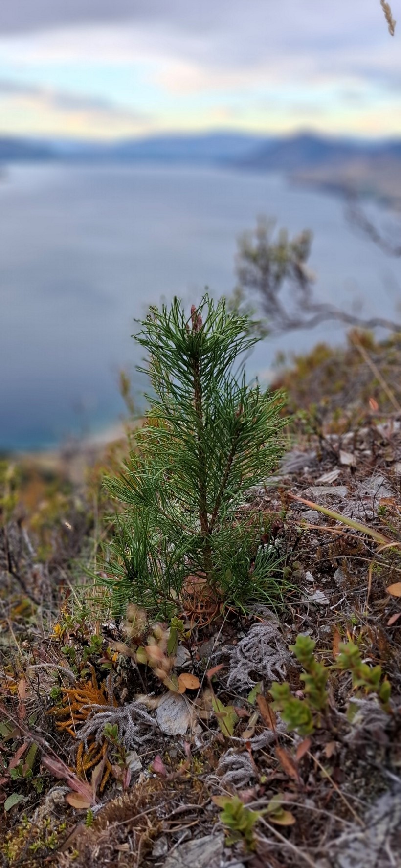 a small pine tree growing on the side of a hill with a blurred lake below in the background