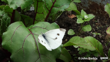 Pieris Rapae. Photo John Barkla (CC BY 4.0)