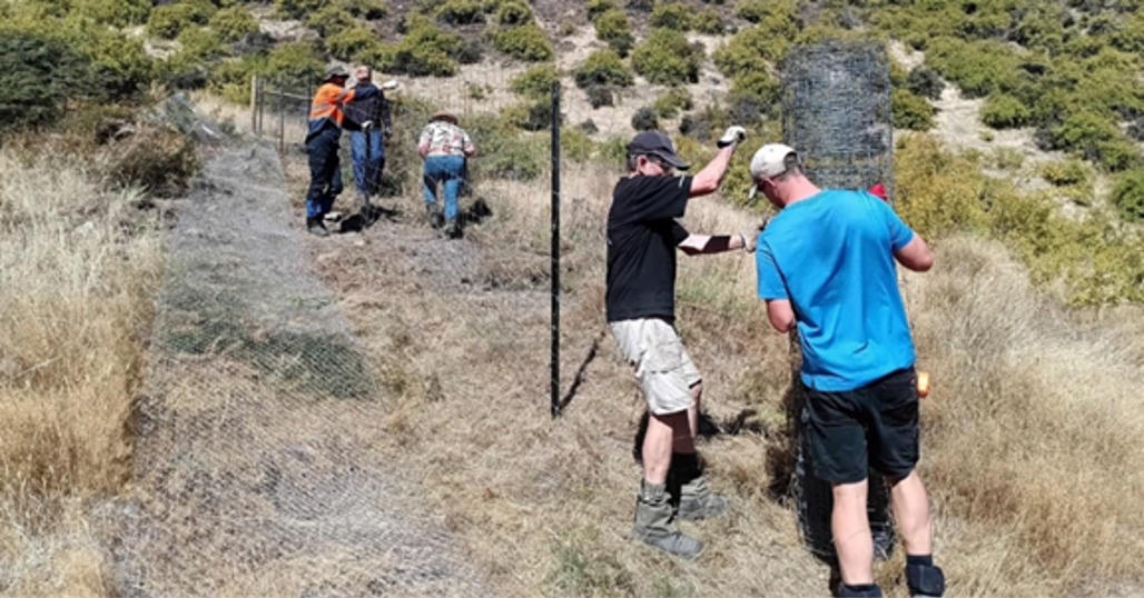 The Mt Rosa Residents Association Constructing Rabbit Netted Fences To Strengthen Their Rabbit Management Efforts, Supported By Sustained Rabbit Management Funding From The ECO Fund In 2023.