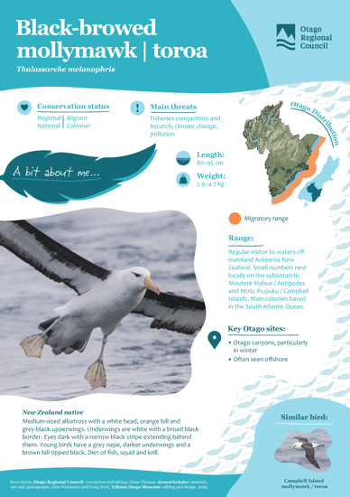 Black Browed Mollymawk Toroa Thumbnail