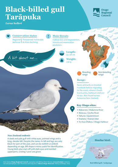 Black Billed Gull Tarāpuka Thumbnail