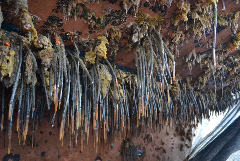 a bunch of fanworms hanging on the underside of a boat that has been lifted out of the water