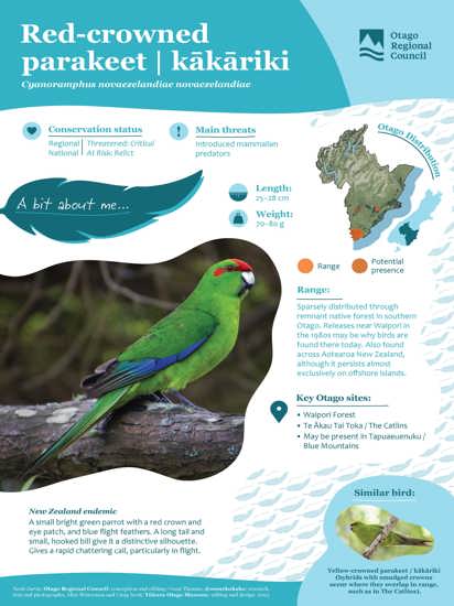 Red Crowned Parakeet Kākāriki (1)