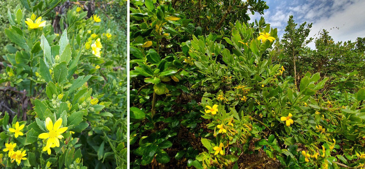 two photos of yellow flowers on a green bush