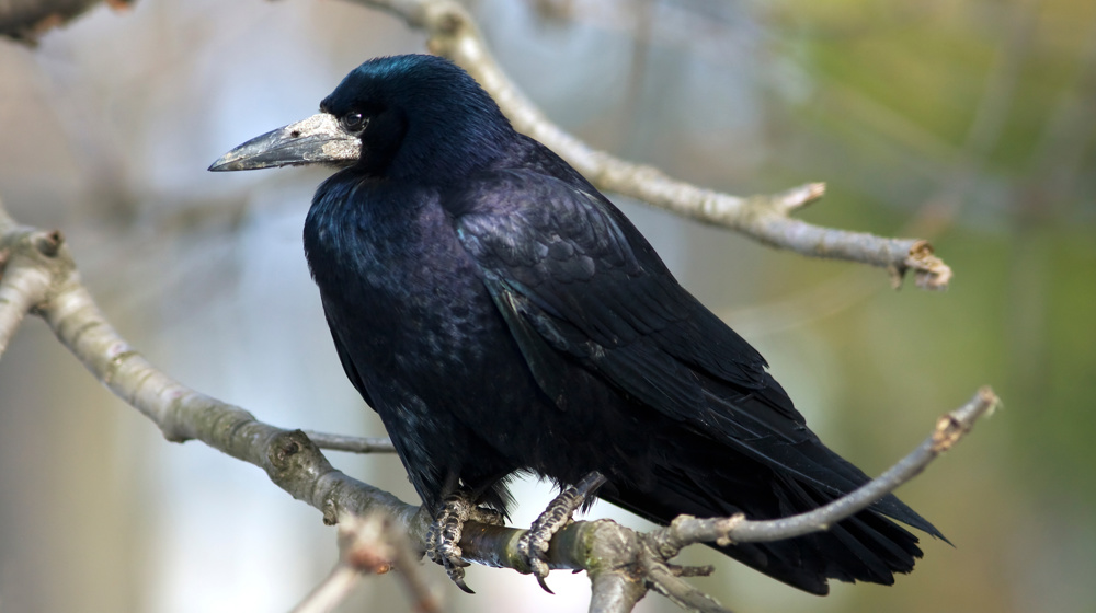 Rook ( Corvus Frugilegus) Sitting On A Branch Bird Adobestock 20663469
