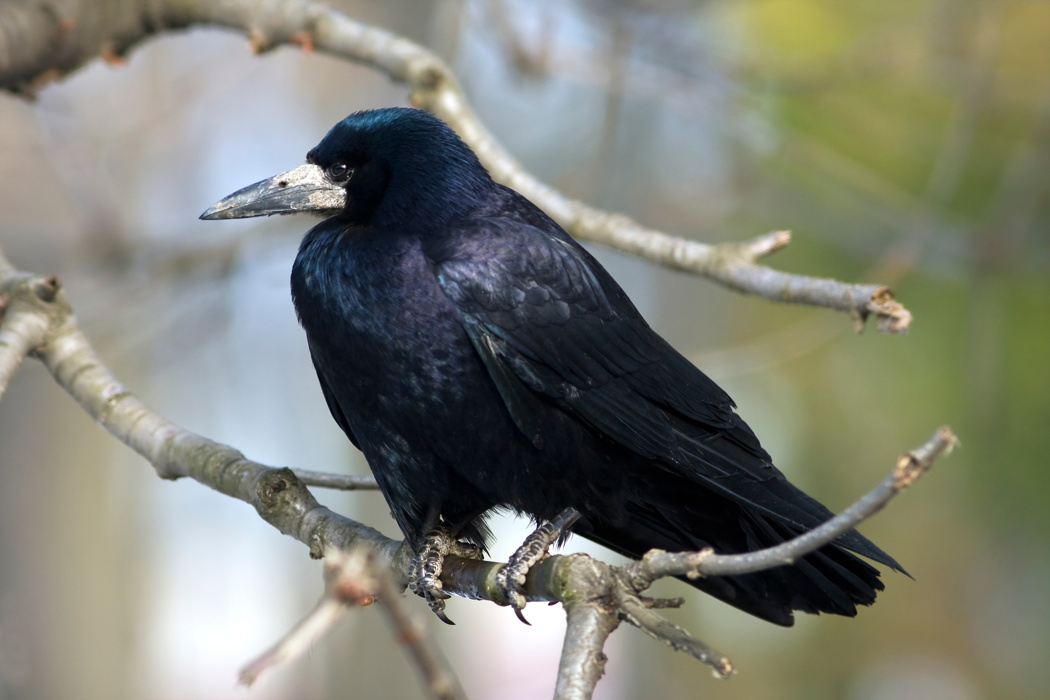 Rooks | Otago Regional Council