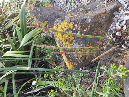 Rough Horsetail 20250211 183819 ORC