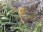 Rough Horsetail 20250211 183819 ORC