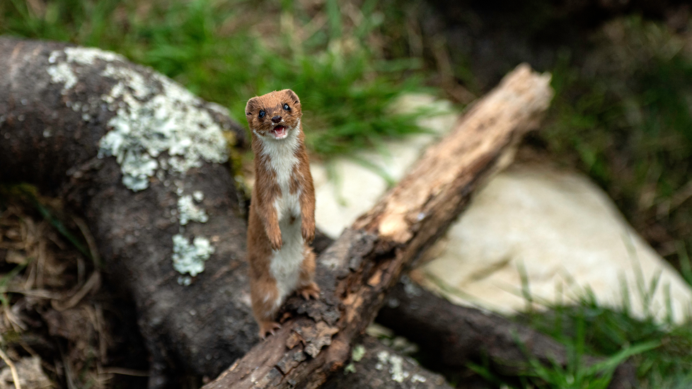 Stoat Items Stoats
