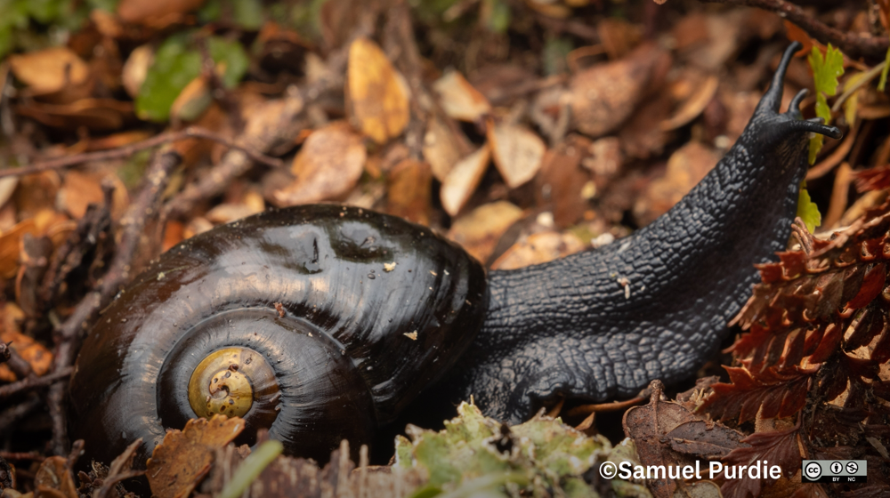 Carnivorous Snails Powelliphanta Spedeni moving through leaf matter