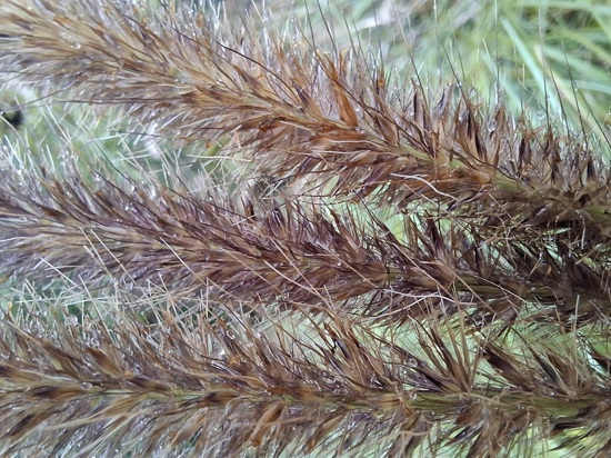 African Feather Grass 29 ORC