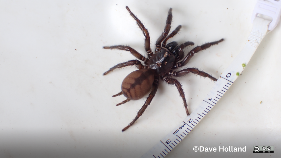 Hexathele Waipa Photo 107669240, (C) Dave Holland, Some Rights Reserved (CC BY NC) Inaturalist