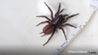 Hexathele Waipa Photo 107669240, (C) Dave Holland, Some Rights Reserved (CC BY NC) Inaturalist