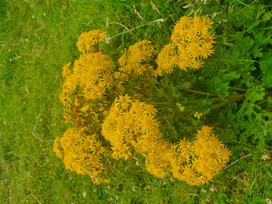Ragwort