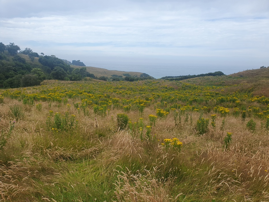 Ragwort