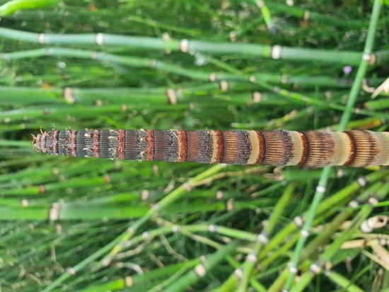 Rough Horsetail Reed 2