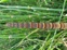 Rough Horsetail Reed 2